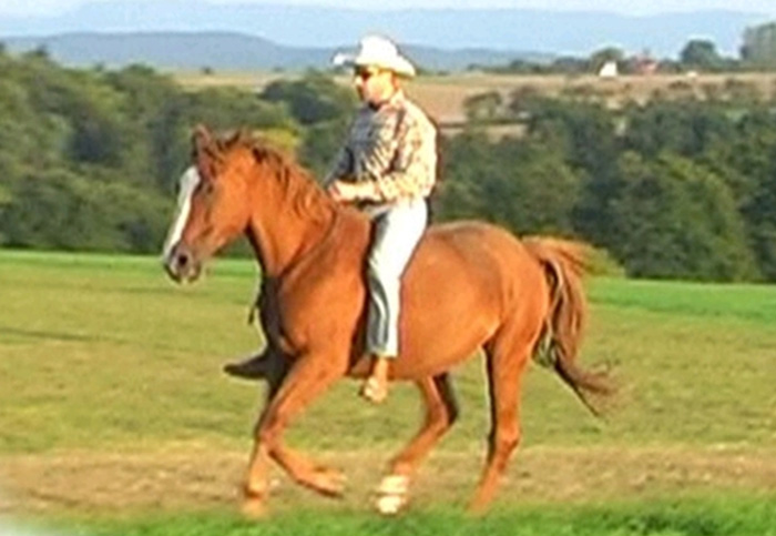 Horse_In_Harmony_Stephan_Nowotny_Pferd_2