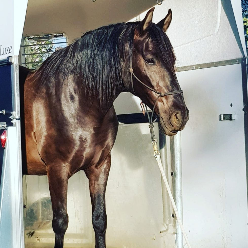 Special Trainings Horse in Harmony