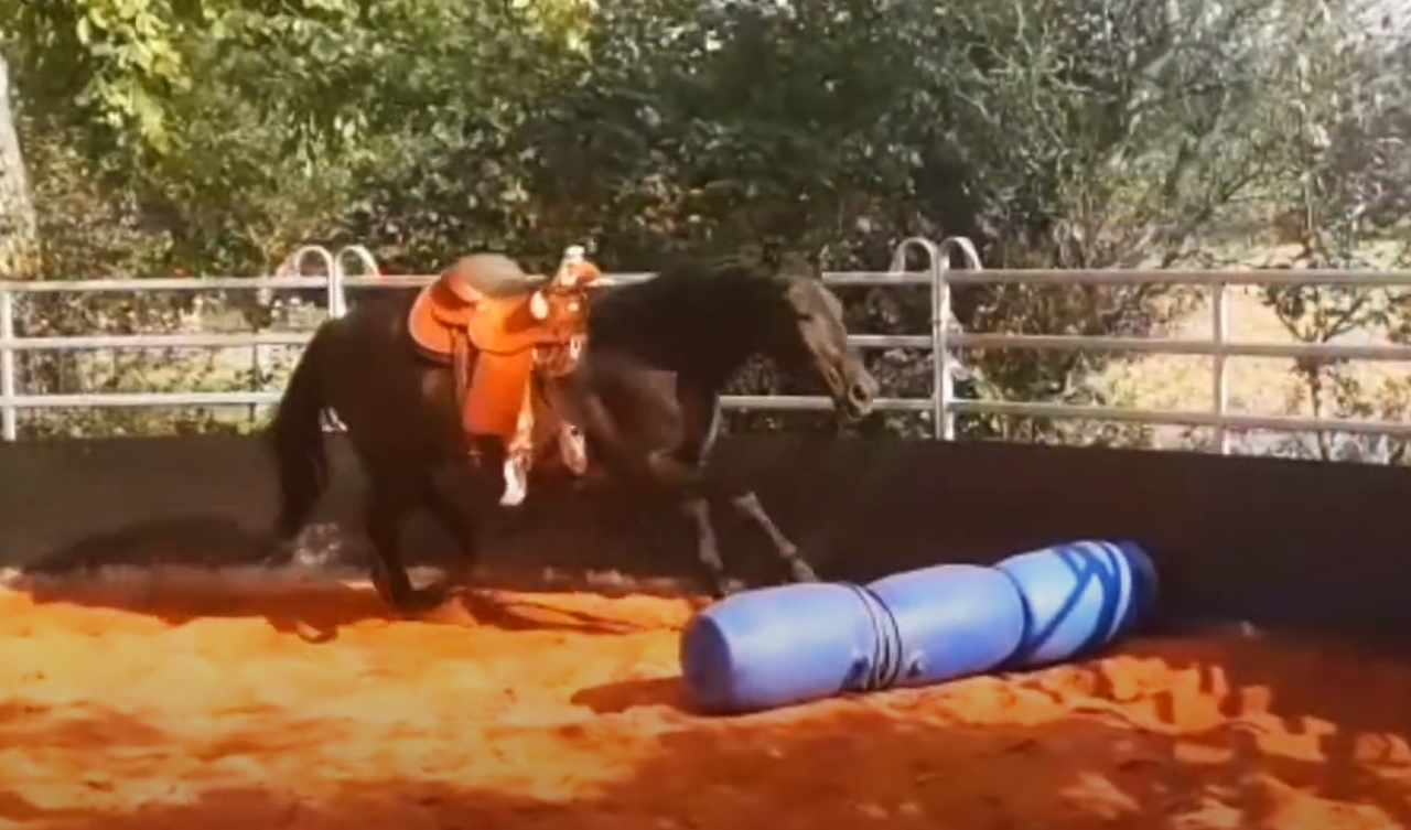 Special Trainings Horse in Harmony